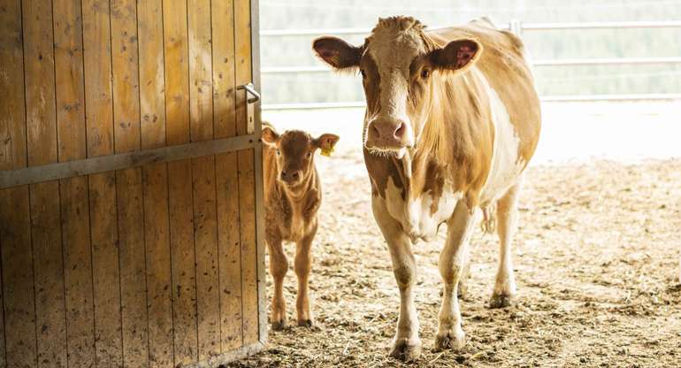 Kalb mit Mutterkuh.jpg © Georg Pomaßl/LFI Niederösterreich